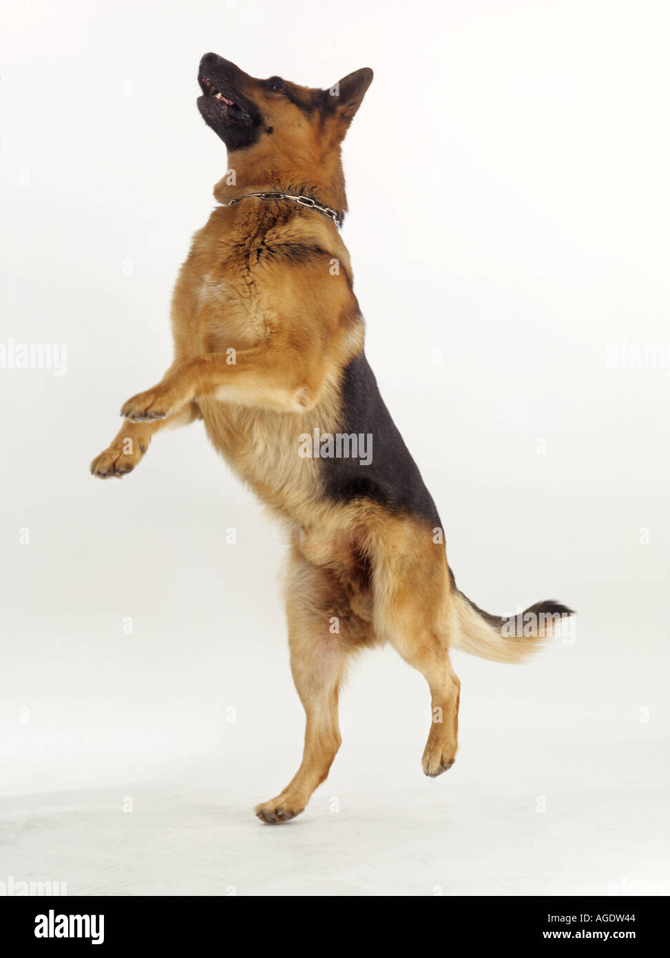 Pastore Tedesco cane - jumping - tagliare Foto Stock