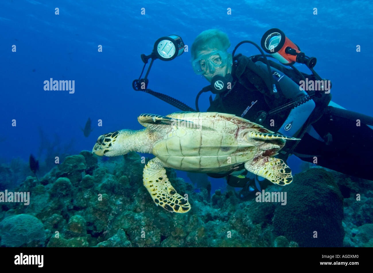 Fotografo femmina con una tartaruga embricata Eretmochelys imbriocota su una scogliera in Little Cayman Isole Cayman Foto Stock