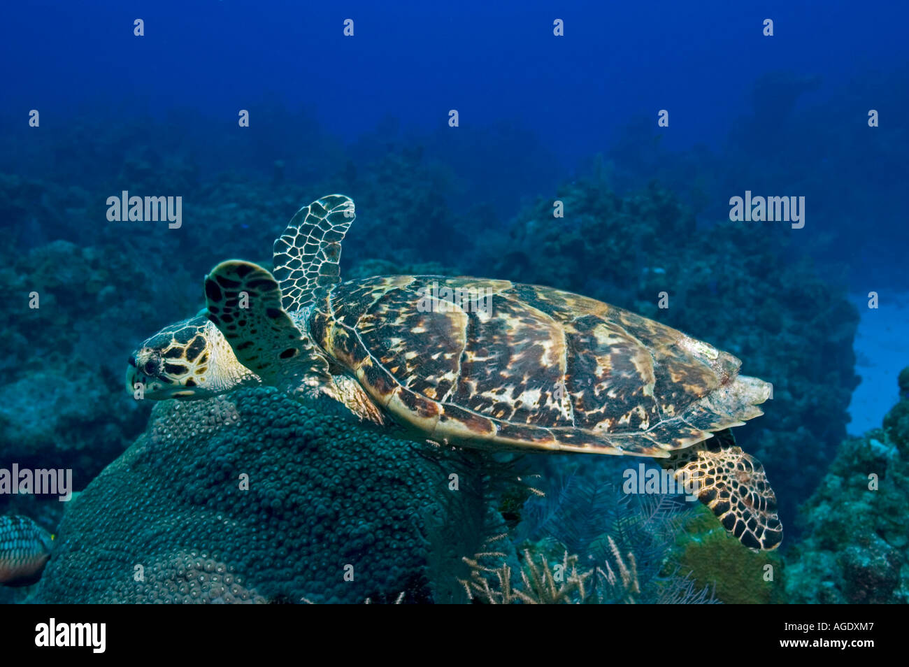 Tartaruga embricata nuoto su una scogliera in Little Cayman Foto Stock