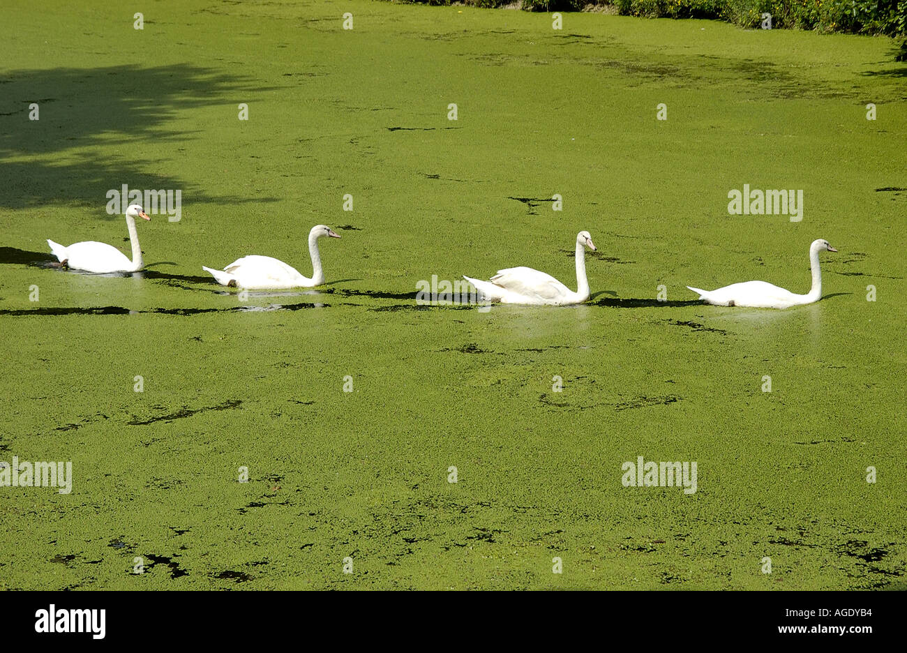 Cigni nel Marais Poitvin Francia Venezia verde Foto Stock