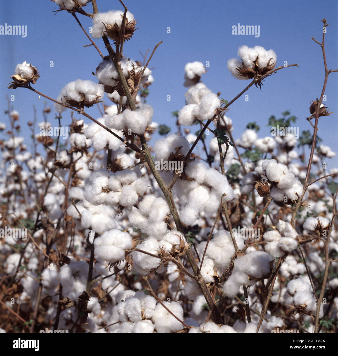 Il raccolto di cotone in bolls aperto prima della raccolta California USA Foto Stock