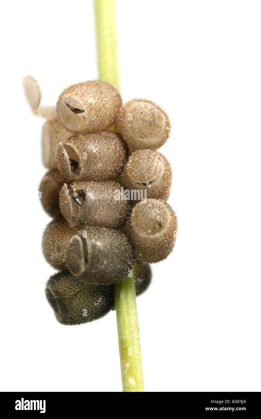 Uova schiuse su una cannuccia di erba da un qualche tipo di insetto Foto Stock
