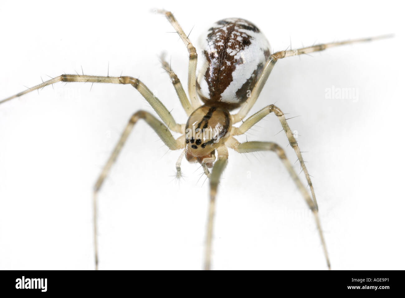 Un nastro di foglio spider, Linyphia Triangularis, su sfondo bianco Foto Stock
