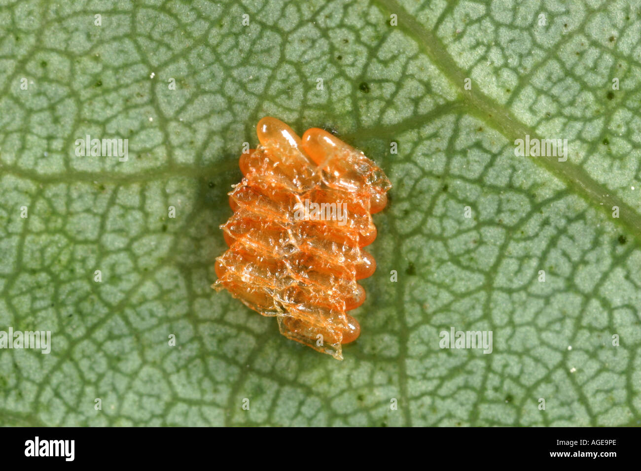 Orange uova di insetto su e foglie Foto Stock