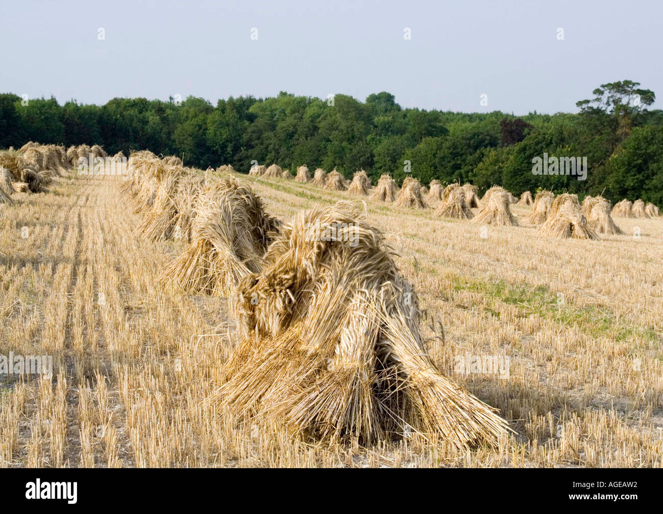 Stooks di lattoneria reed nel raccolto di cereali. Foto Stock