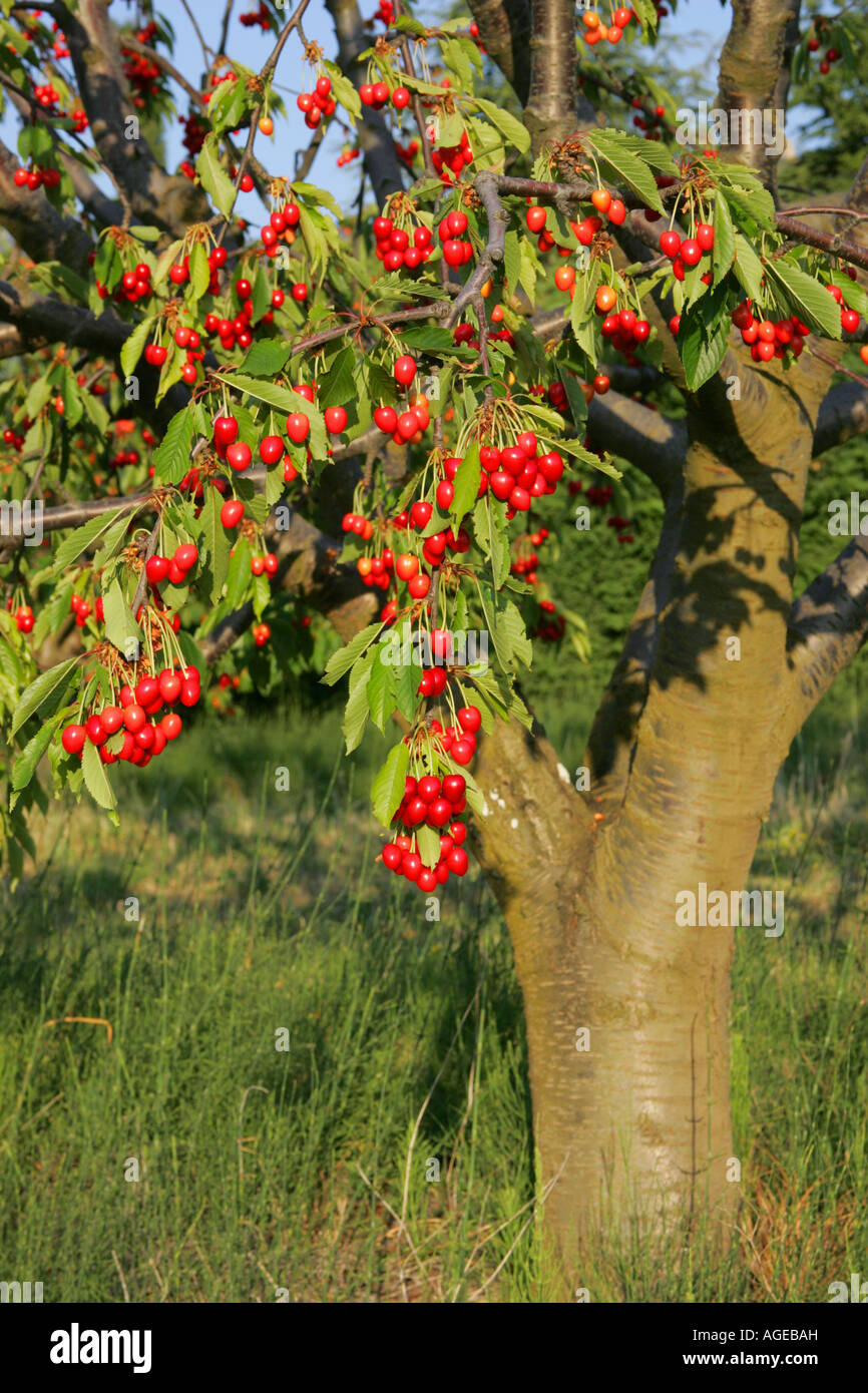 Le ciliegie su albero Foto Stock