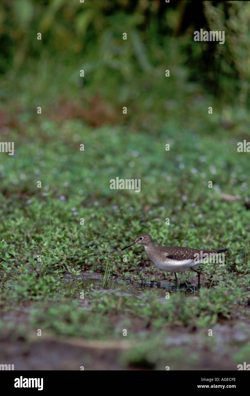 Sandpiper solitaria Tringa solitaria di alimentazione in una palude di acqua dolce. Foto Stock