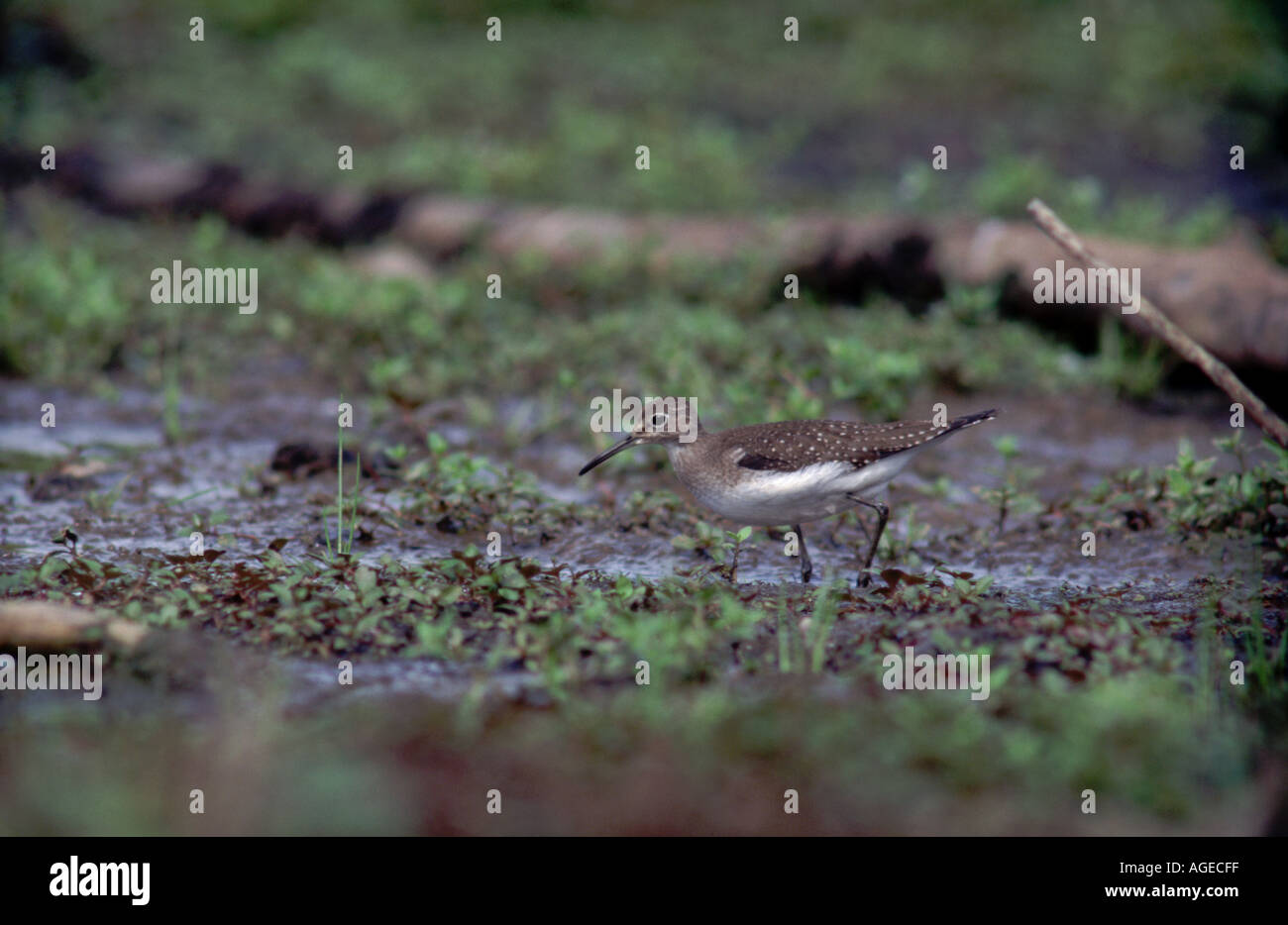Sandpiper solitaria Tringa solitaria di alimentazione in una palude di acqua dolce. Foto Stock