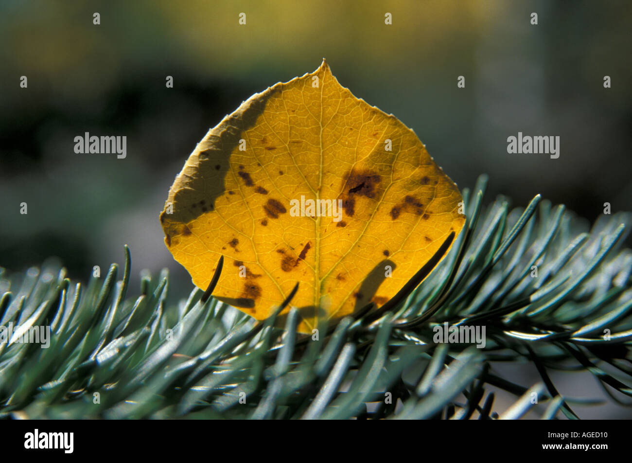 Aspen leaf catturati in un ramo di pino Santa Fe New Mexico Foto Stock
