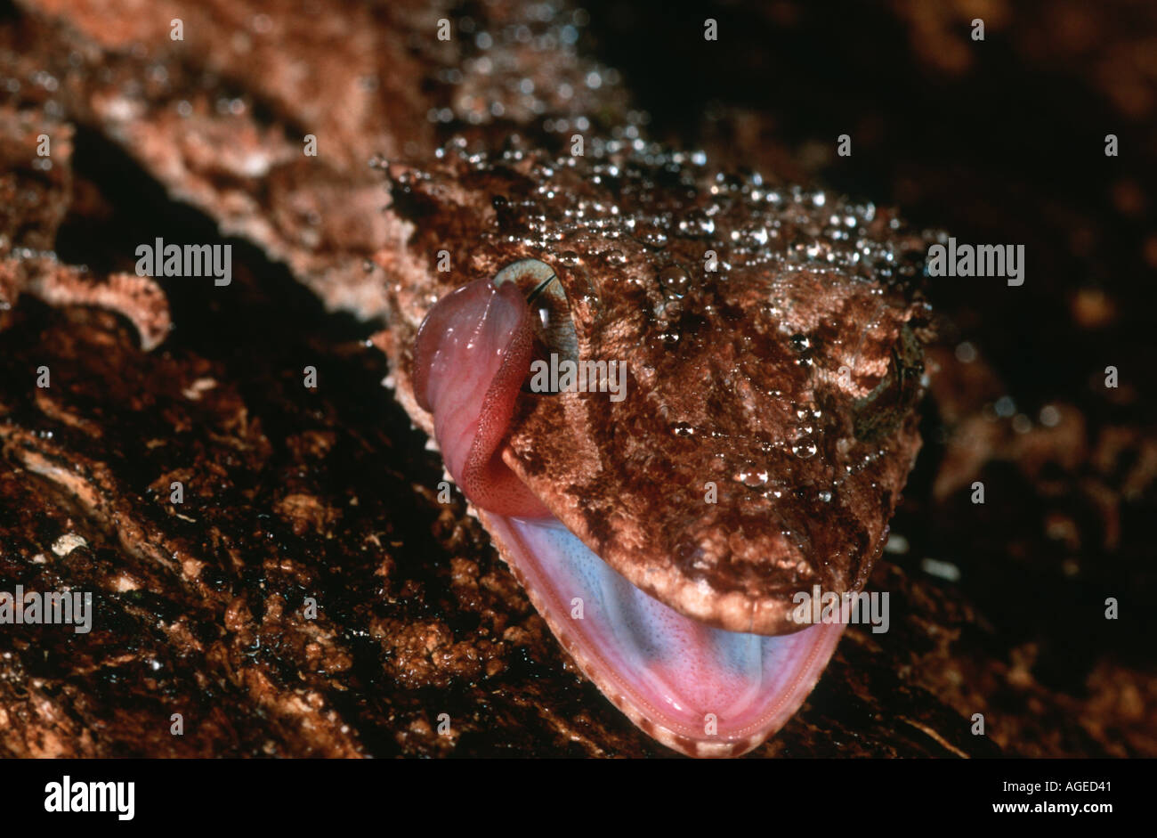 Foglia settentrionale codato Phyllurus Gecko cornutus Pulizia viso con la linguetta della foresta pluviale tropicale in Australia Foto Stock