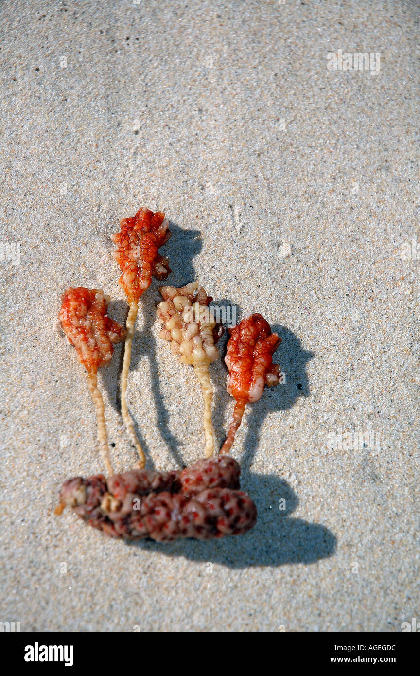 Pyura australis indicativi di oceano eccellente qualità dell'acqua lavato fino sulla spiaggia Australia Occidentale Foto Stock