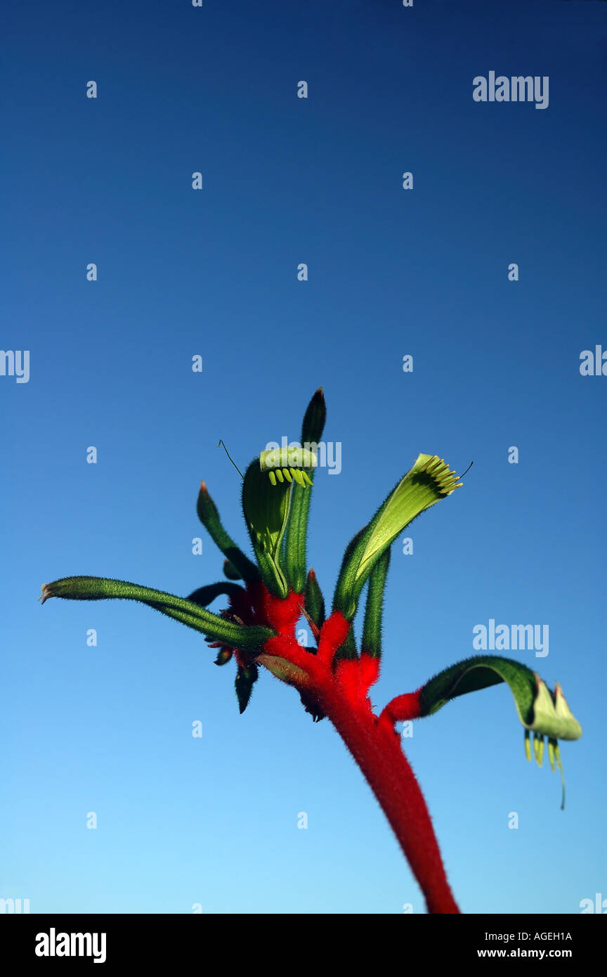 Rosso e verde zampa di canguro o Mangels zampa di canguro Anigozanthos mangelsii Floral emblema dell Australia Occidentale Foto Stock