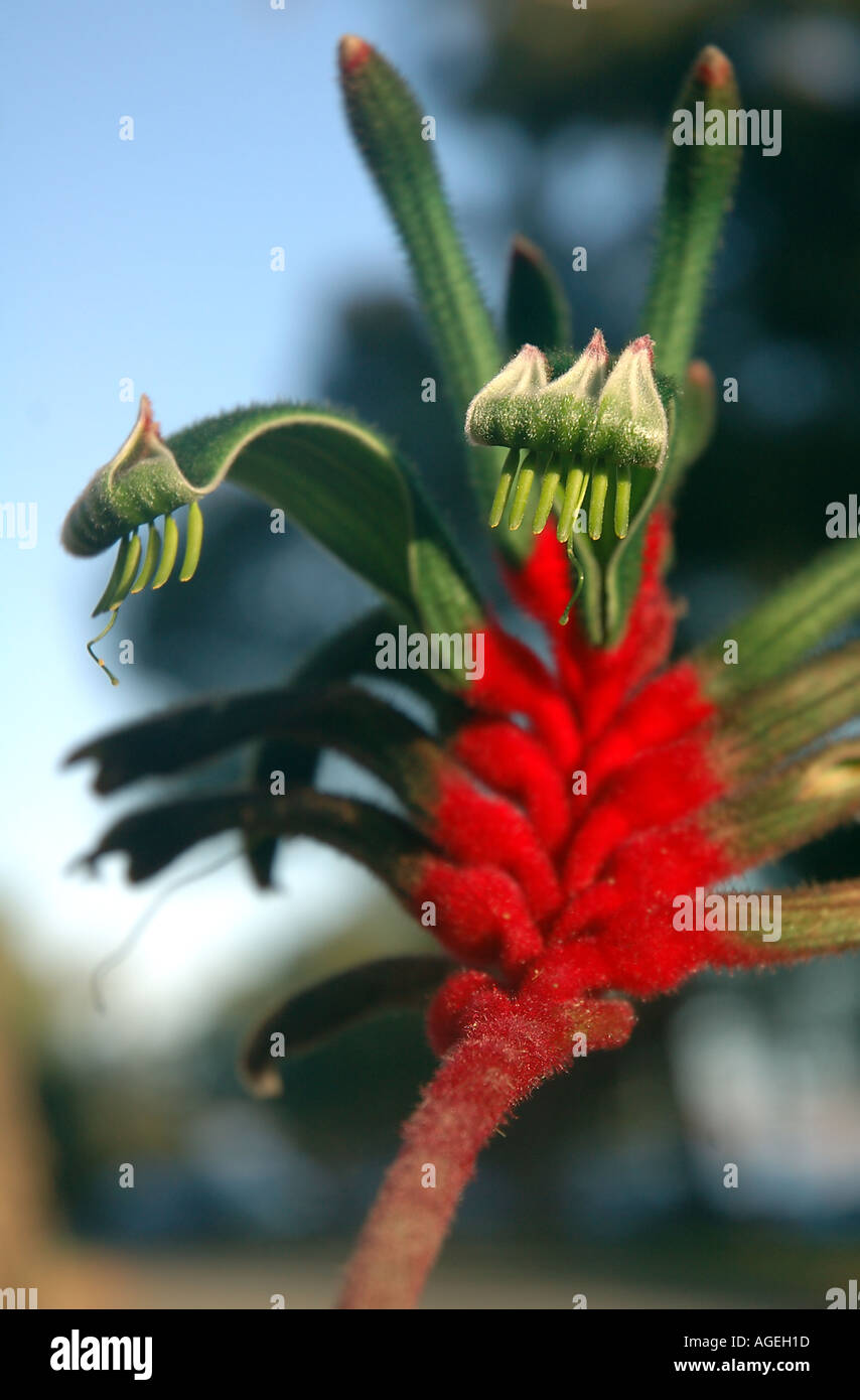 Rosso e verde zampa di canguro o Mangels zampa di canguro Anigozanthos mangelsii Floral emblema dell Australia Occidentale Foto Stock