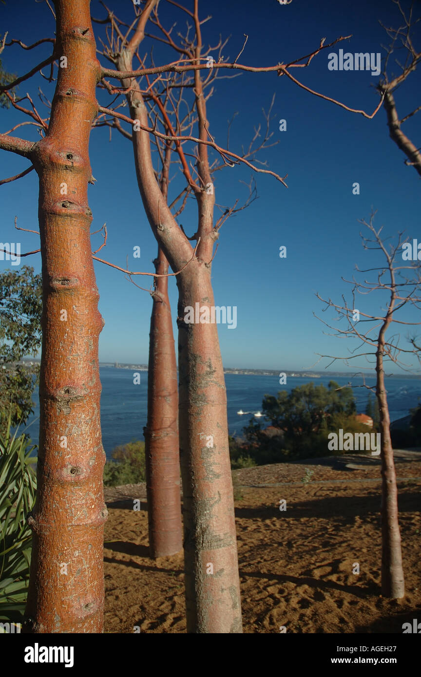 Alberi Boab Adansonia gregorii trapiantato dalla regione di Kimberley per Kings Park Perth Western Australia Foto Stock