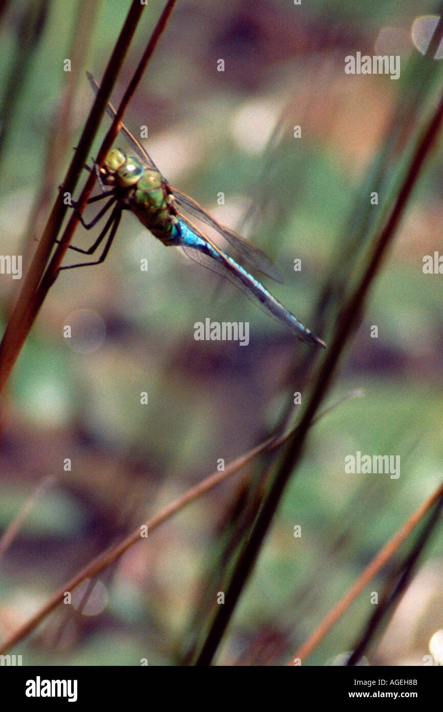 Grande Blu e verde a forma di libellula imperatore si stabilirono sull'erba accanto a stagno Foto Stock