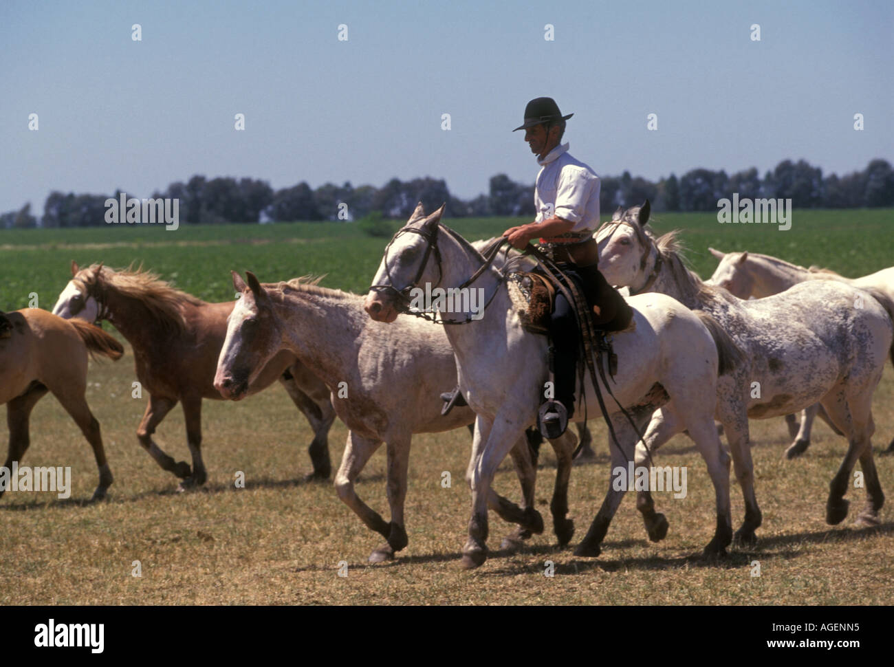 Gaucho argentino, uomo adulto, maschio, gaucho, cowboy, arrotondando i cavalli, Estancia Santa Susana, città di Los Cardales, Argentina Foto Stock
