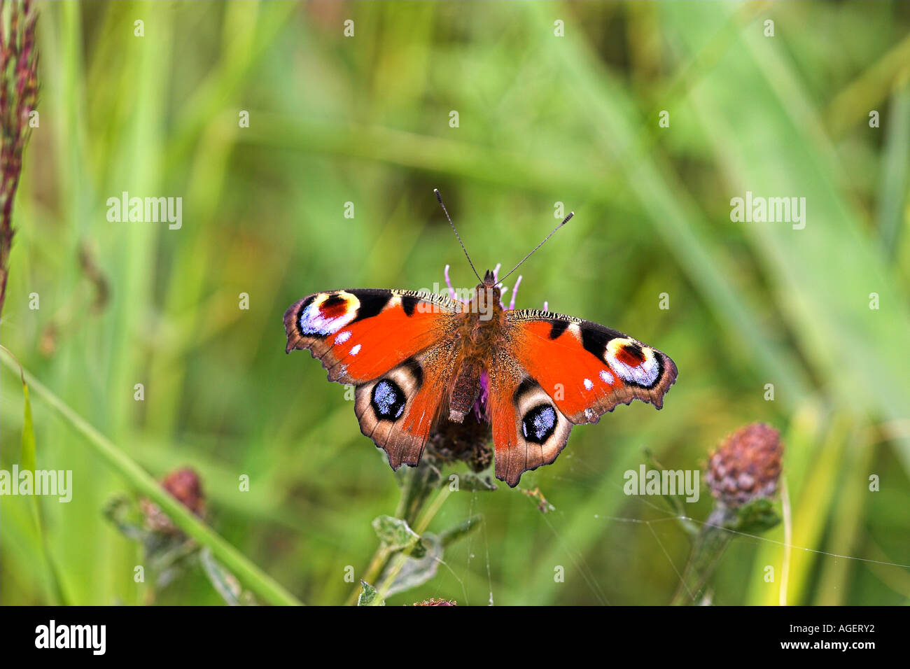 Unione farfalla pavone Foto Stock