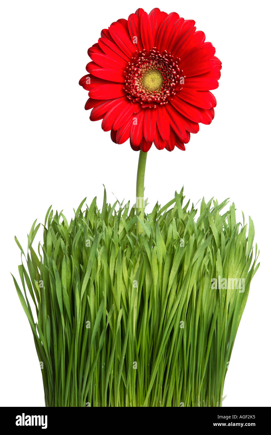 Gerber Daisy in erba Foto Stock