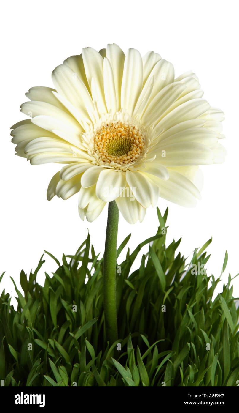 White Gerber Daisy in erba Foto Stock