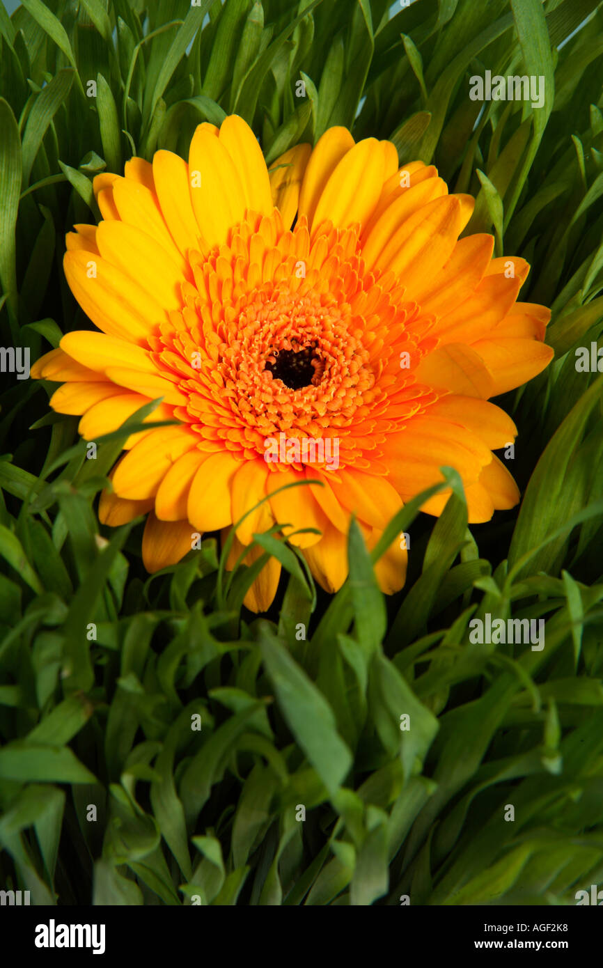 Fiore di arancia in erba Foto Stock