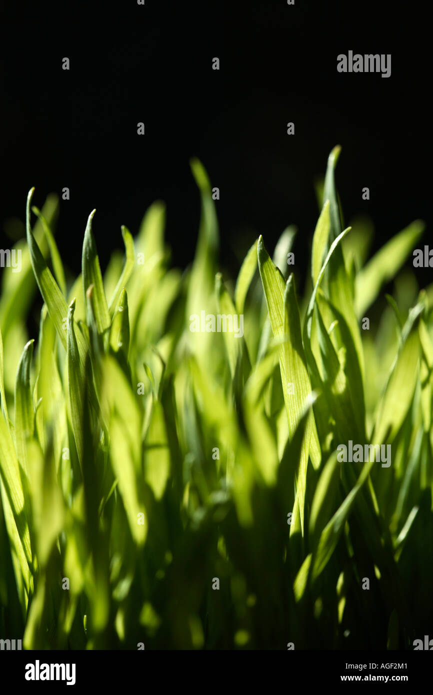Dettaglio di erba con illuminazione drammatica e sfondo nero Foto Stock