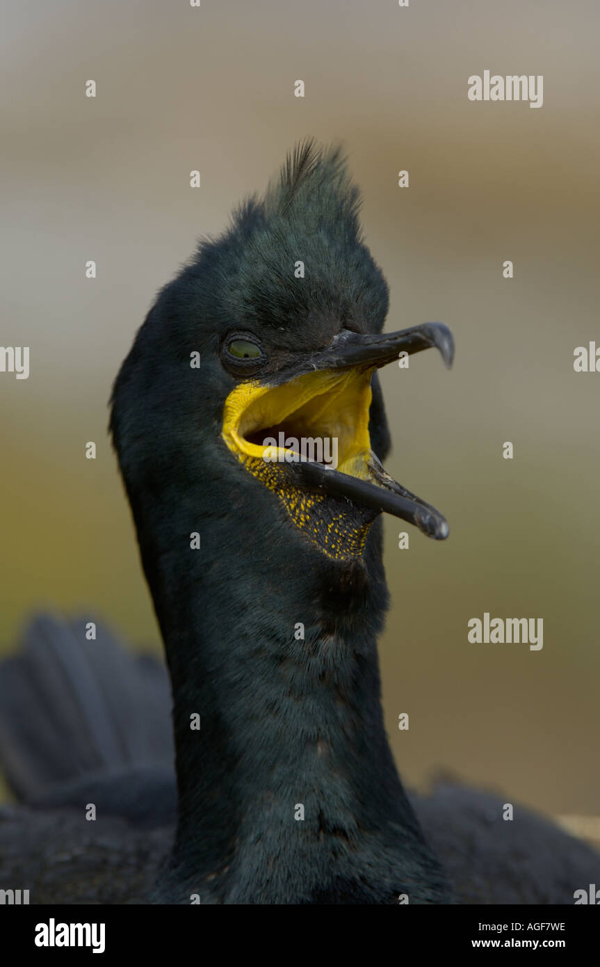 Il marangone dal ciuffo Phalacrocorax aristotelis farne Islands UK bocca aperta il raffreddamento Foto Stock