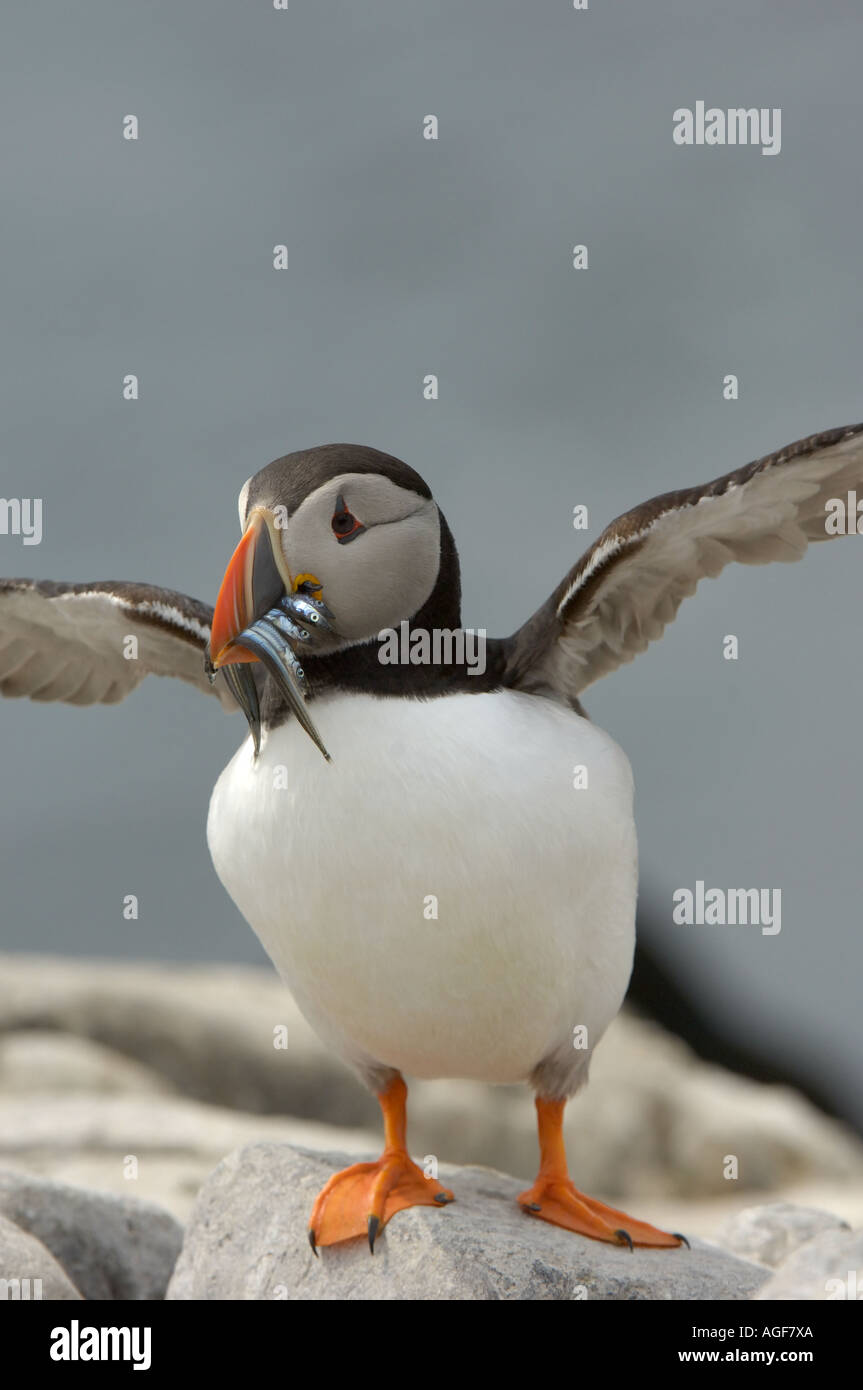 Puffin Fratercula arctica farne Islands UK con il pesce nel becco Foto Stock