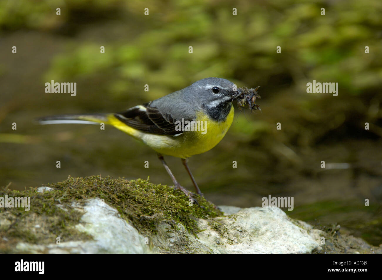 Gray Wagtail Motacilla cinerea DERBYSHIRE REGNO UNITO maschio con becco pieno di cibo Foto Stock