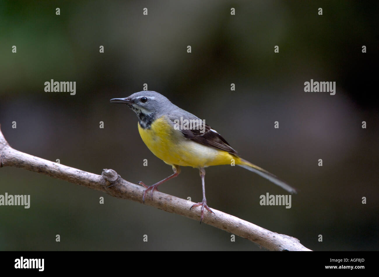 Gray Wagtail Motacilla cinerea DERBYSHIRE REGNO UNITO maschio arroccato su ramoscello Foto Stock