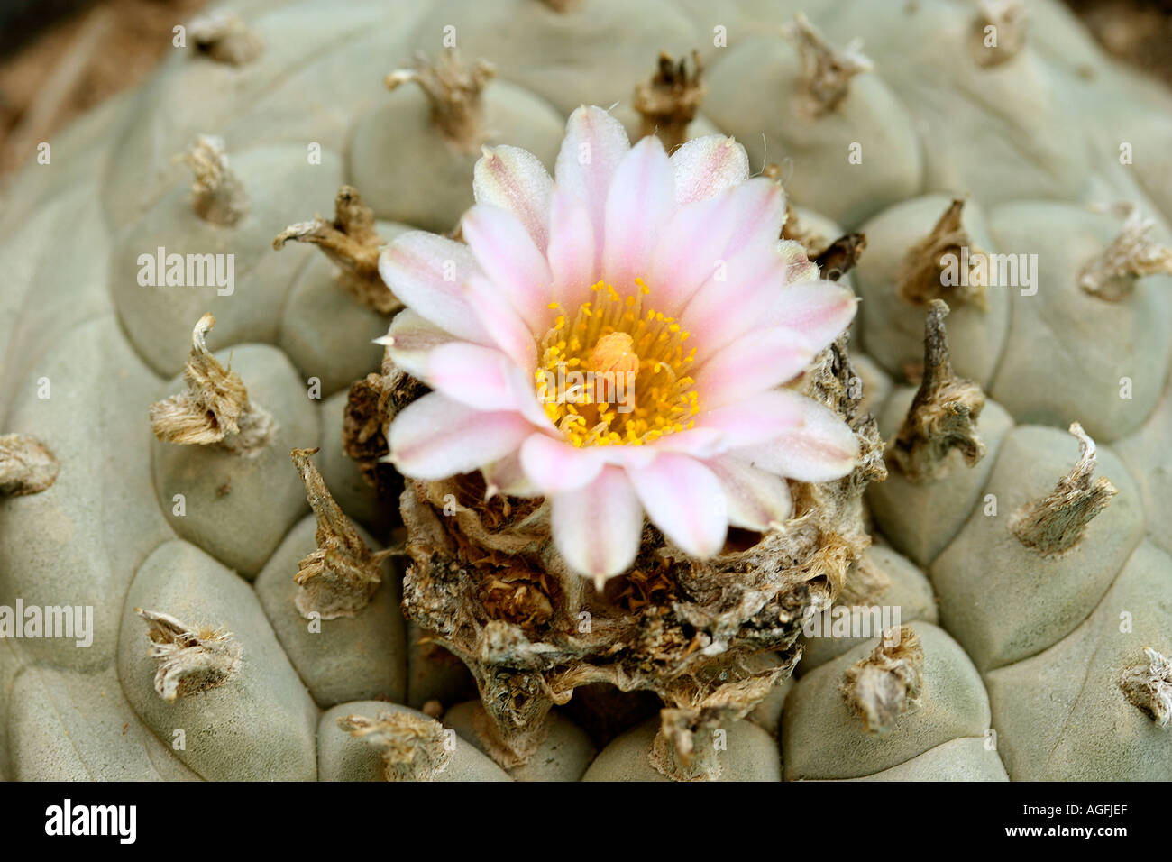 Pulsante di Cactus Lophophora williamsii Foto Stock