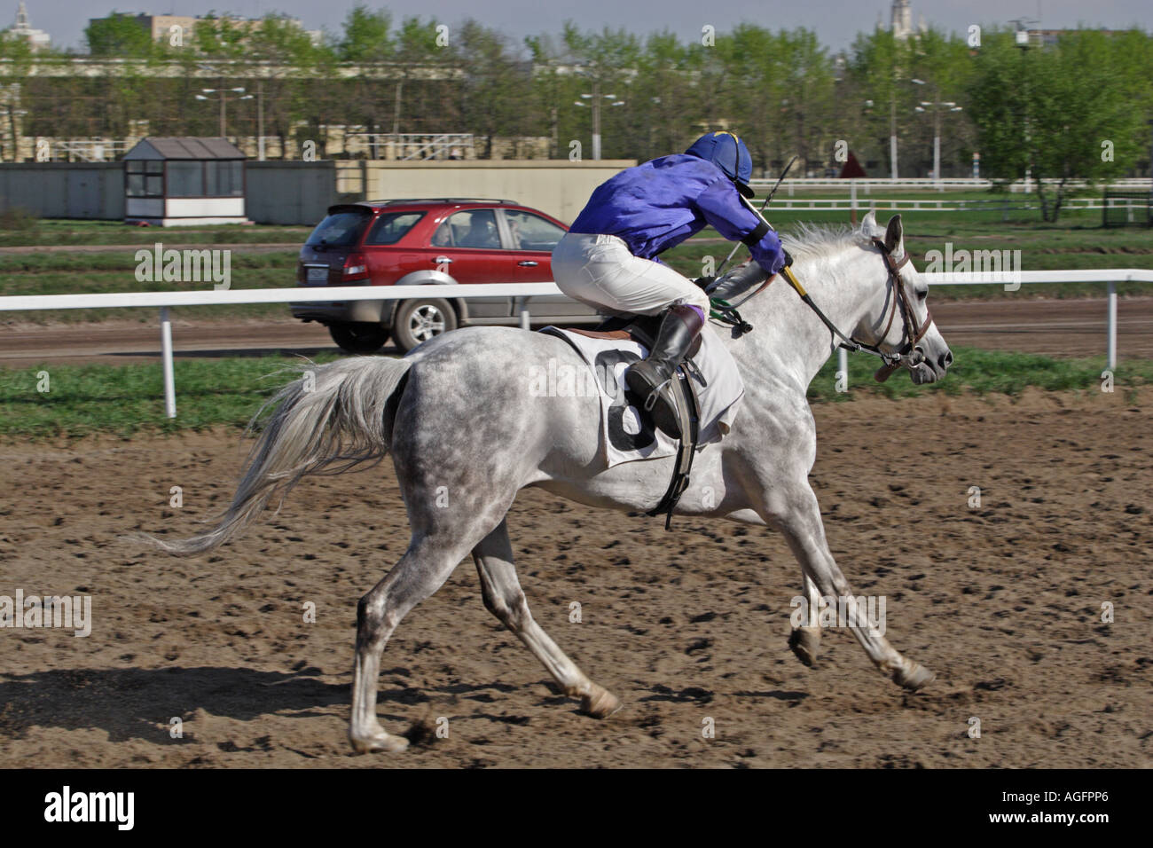 Arabian racing Foto Stock