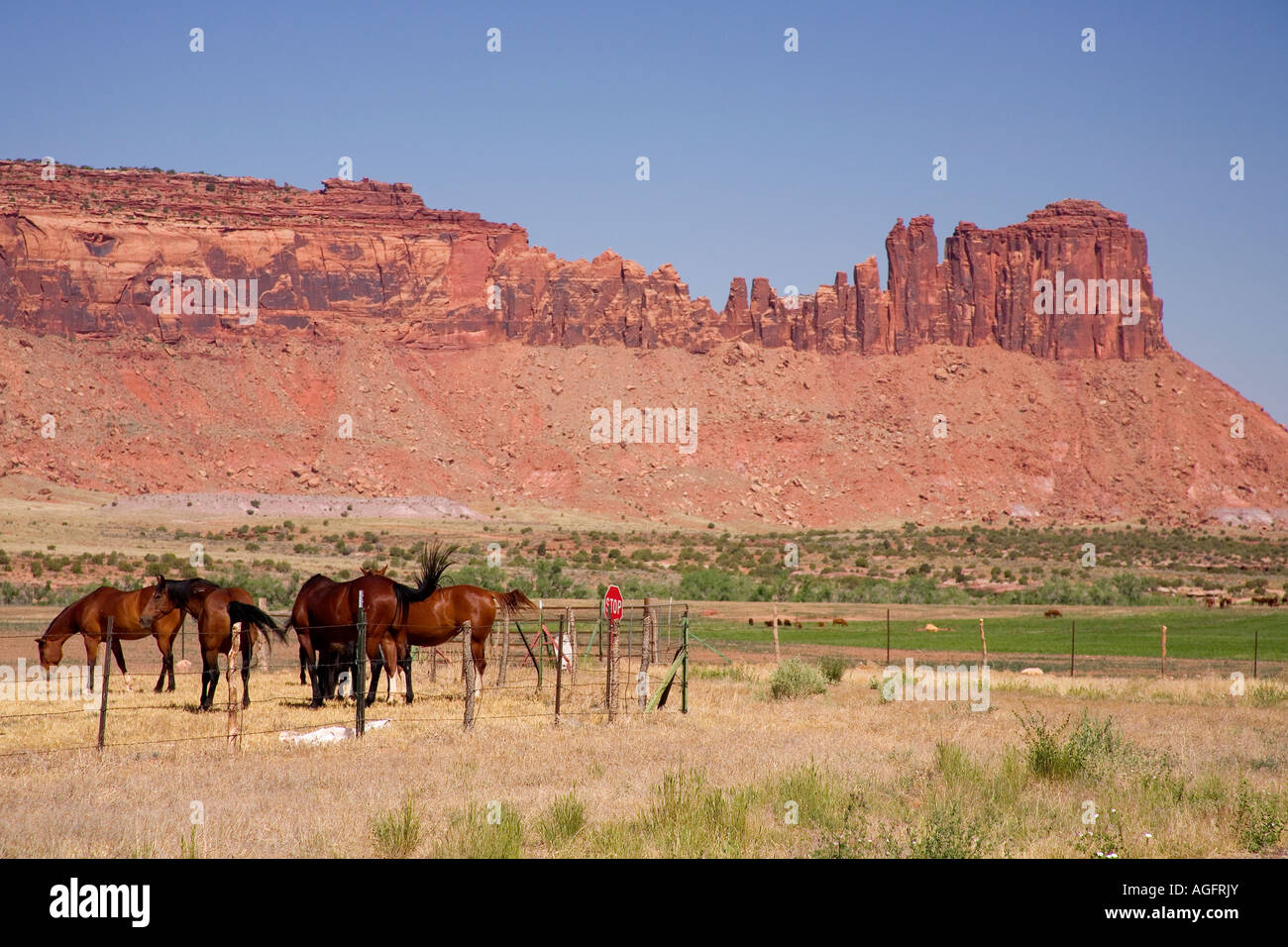 Cavalli in pascolo che si affaccia su una mesa in Utah sul percorso 211 Foto Stock