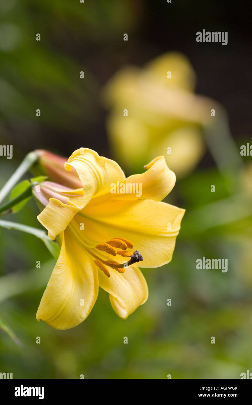 Il Lilium regale formulario giallo. Regal Lilly Foto Stock