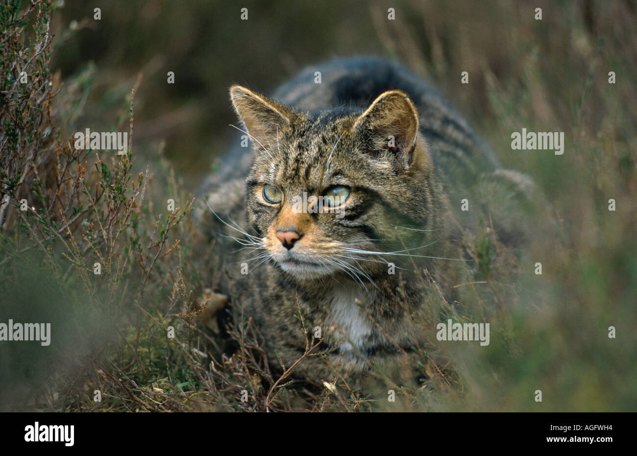 Il gatto selvatico (Felis silvestris), accovacciata all'erica, Regno Unito, Scozia, Cairngorms NP Foto Stock