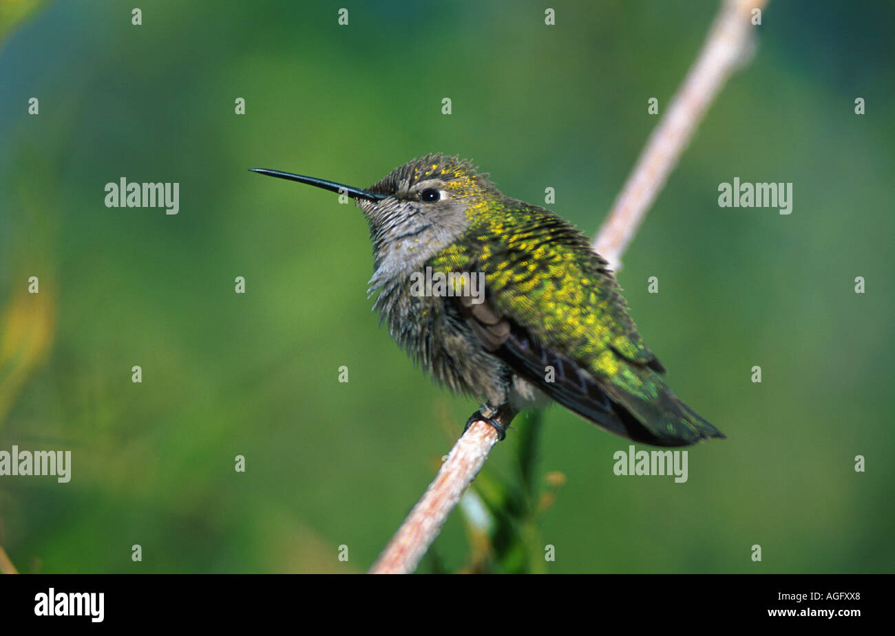 Rufous hummingbird (Selasphorus rufus), seduto su un ramo, Costa Rica Foto Stock