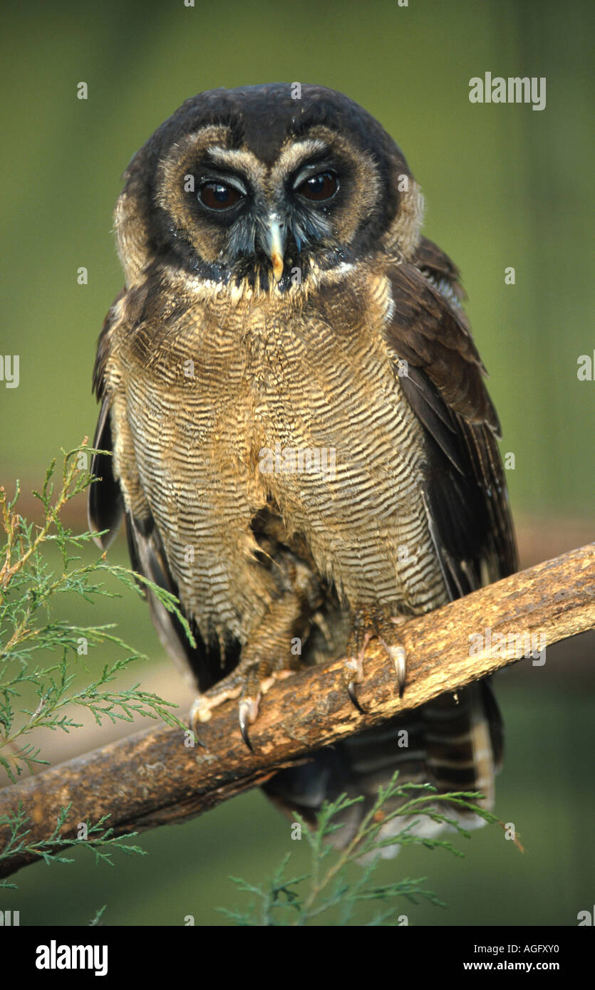Legno marrone allocco (Strix leptogrammica), seduto su un ramo, Indonesia, Borneo Foto Stock