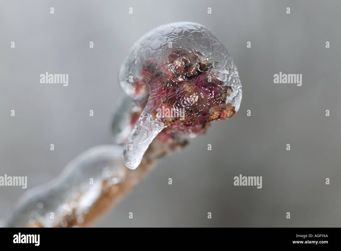 La Staghorn Sumac frutta coperta con ghiaccio Rhus typhina Foto Stock