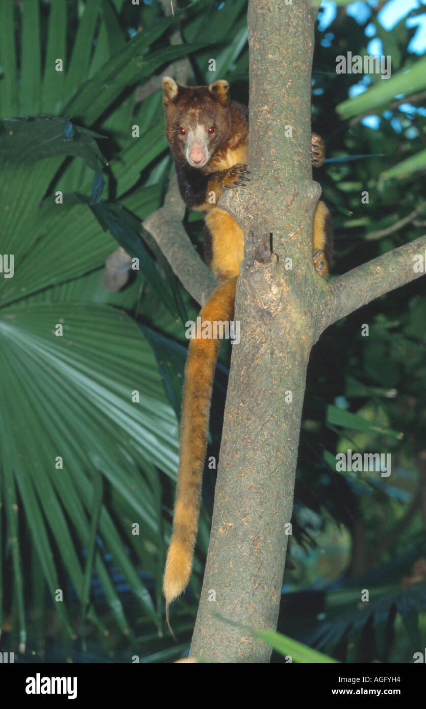 Di Matschie Canguro o di huon tree-kangaroo (Dendrolagus matschiei), seduto su un albero. Foto Stock