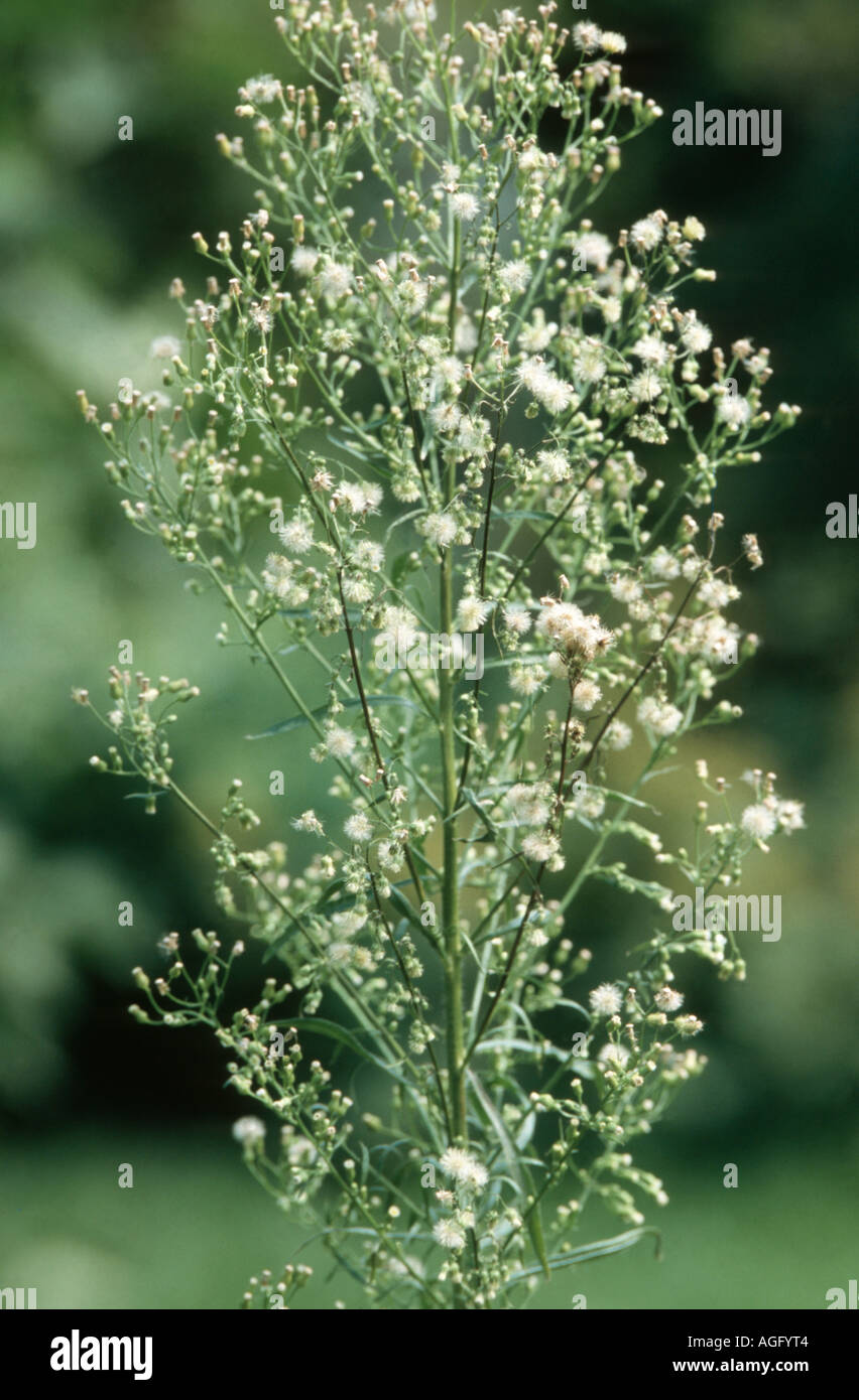 Horseweed, canadese (fleabane Conyza canadensis), infrutescence Foto Stock