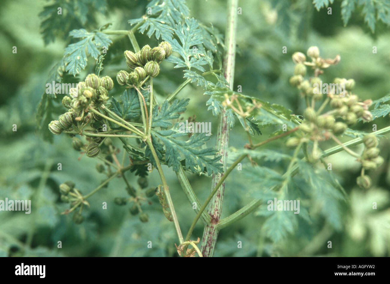 Il veleno la cicuta (Conium maculatum), infrutescence Foto Stock