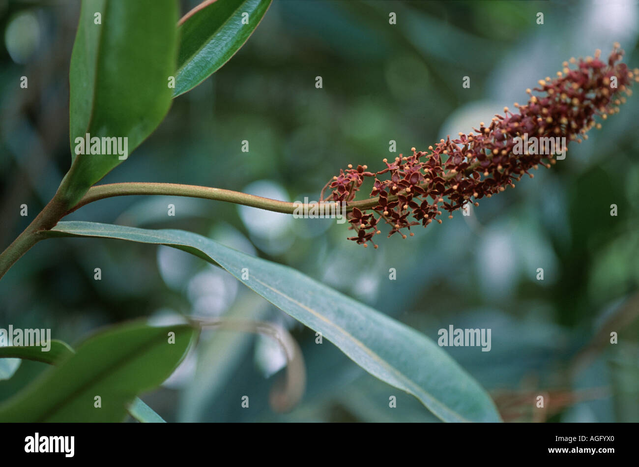 Pianta brocca (Nepenthes rafflesiana), pianta carnivora, infiorescenza Foto Stock