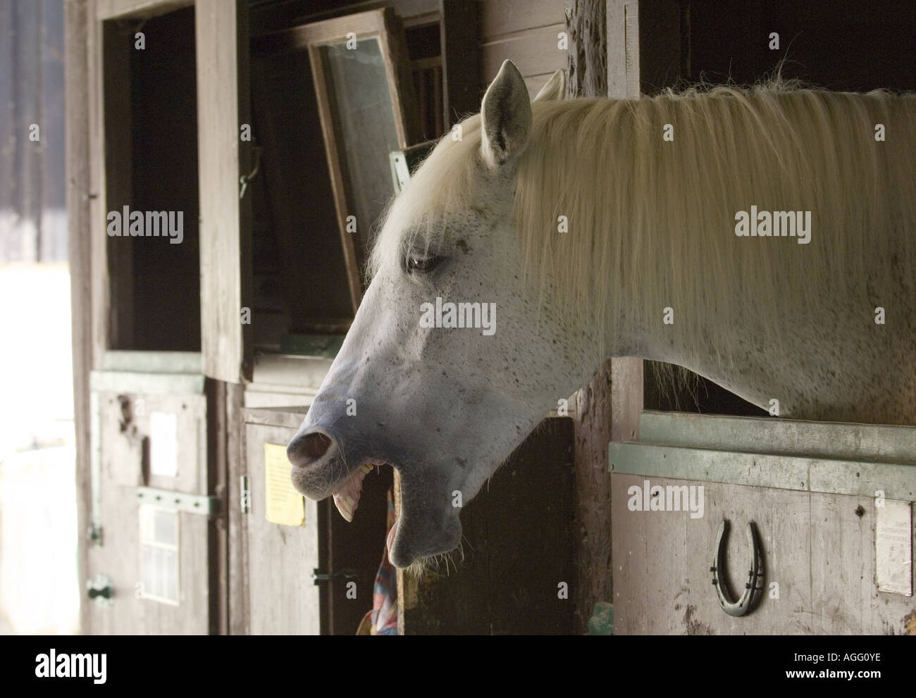 Cavallo bianco in una casella è neighing Foto Stock