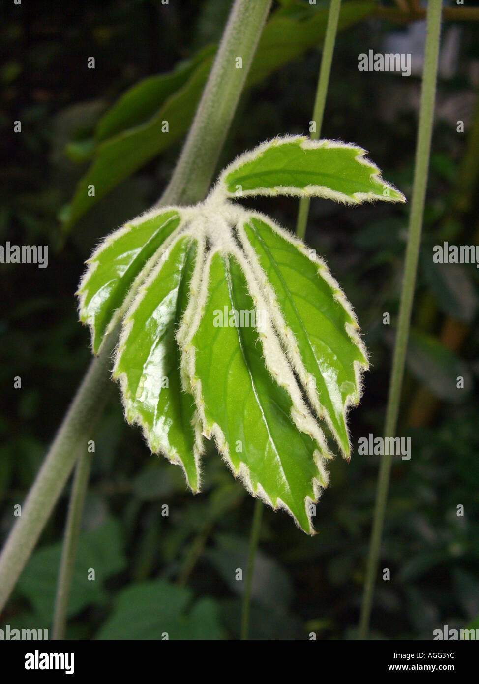 Vitigno di castagno, Lizard impianto (Tetrastigma voinierianum), giovane foglia Foto Stock