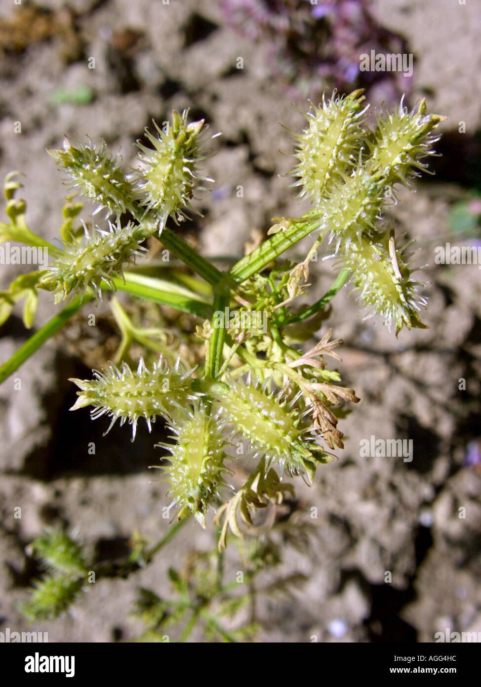 Piccolo bur-prezzemolo (Caucalis platycarpos), infrutescence Foto Stock