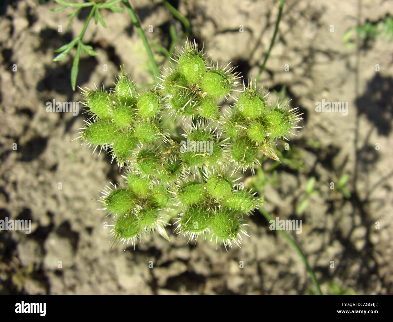 Orlaya (Orlaya grandiflora), infrutescence Foto Stock