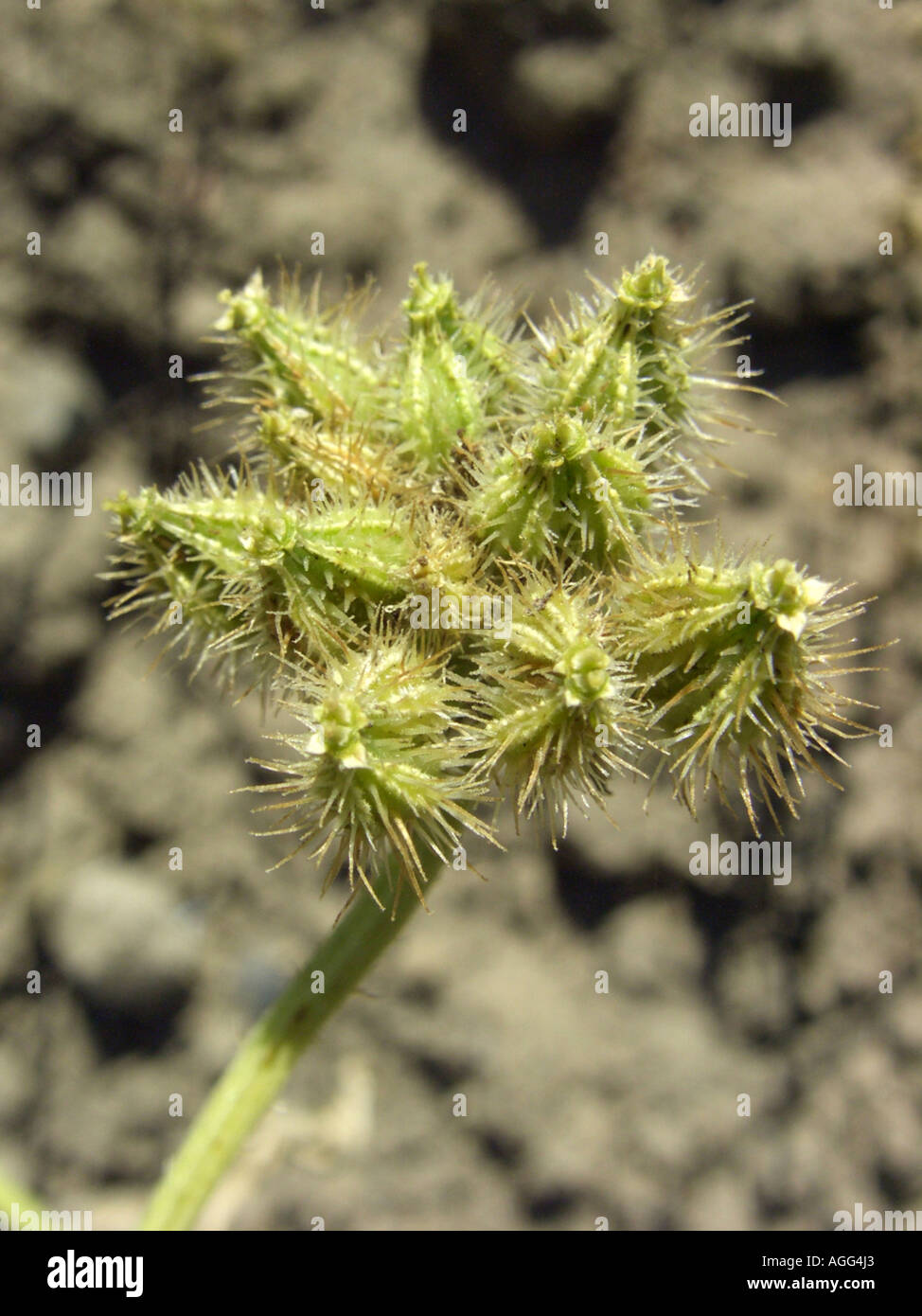Maggiore bur-prezzemolo (Turgenia latifolia), infrutescence Foto Stock