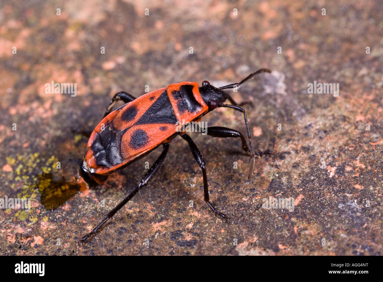 Fire Bug Pyrrhocoris apterus Foto Stock