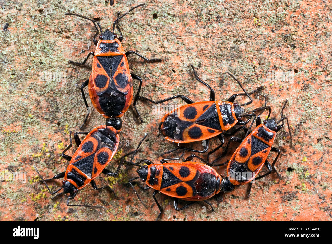 Fire Bug Pyrrhocoris apterus Foto Stock