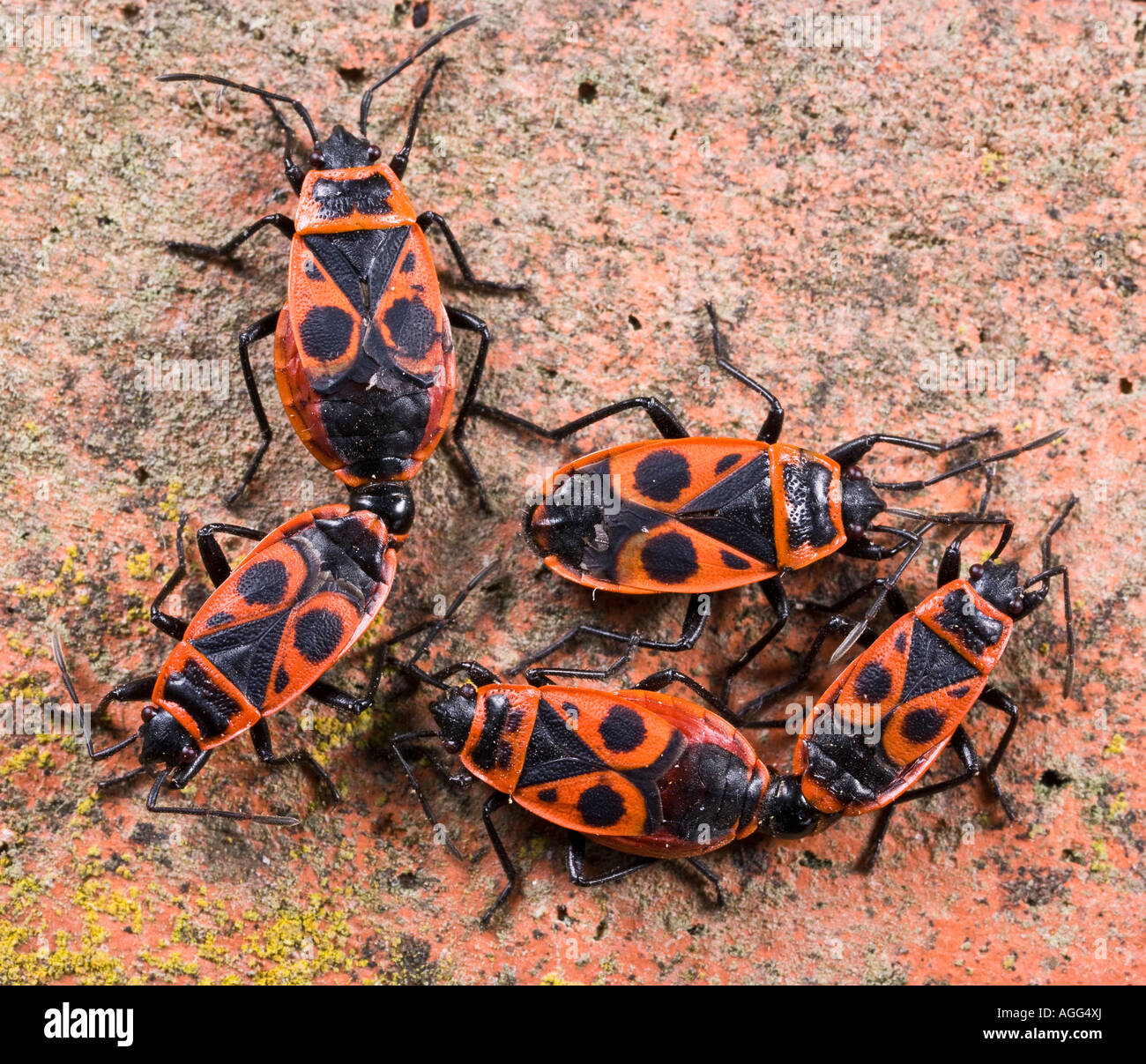 Fire Bug Pyrrhocoris apterus Foto Stock