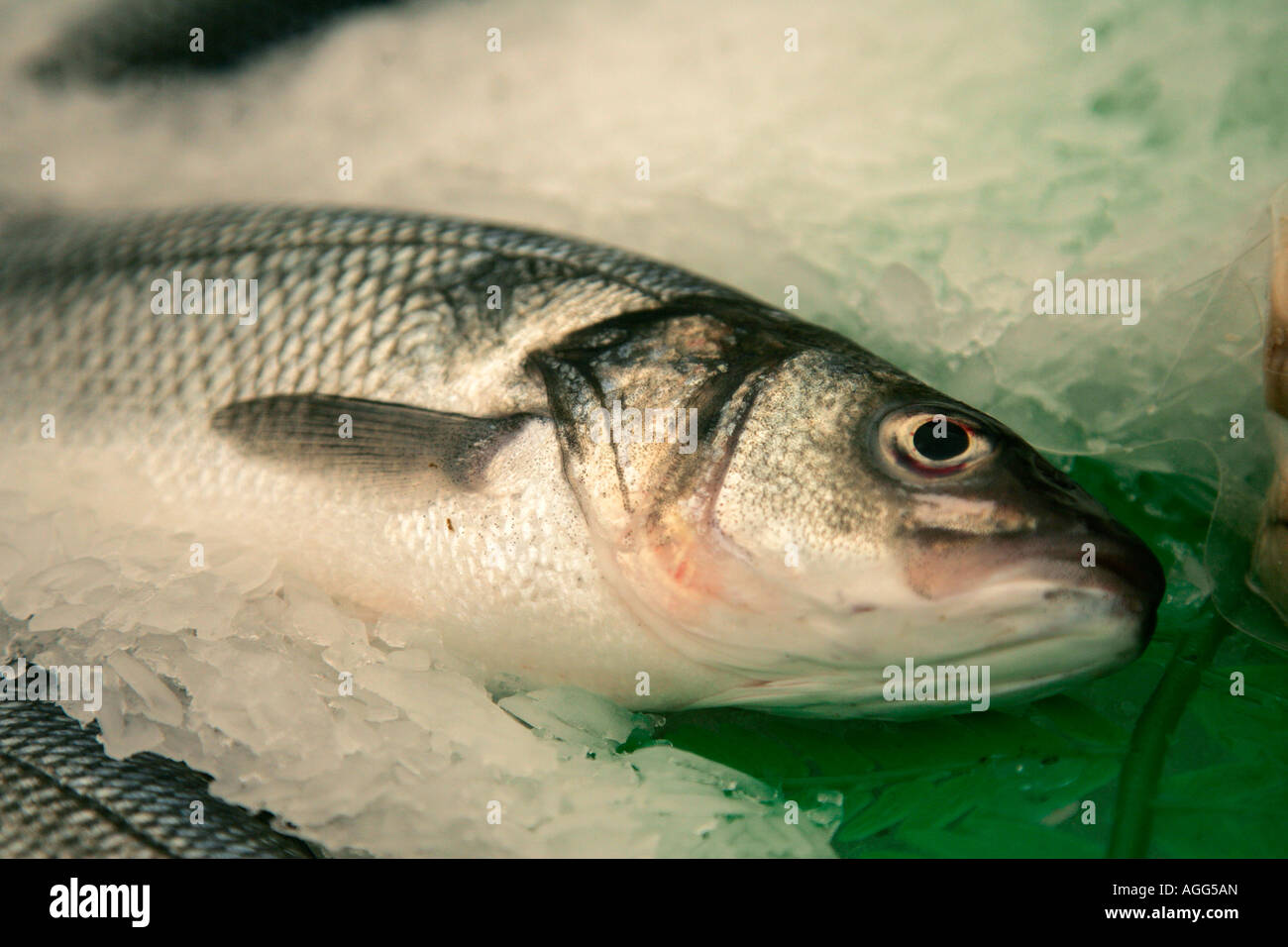 Pesce di mare ace alimentare shop ocean spagnolo spagna Foto Stock